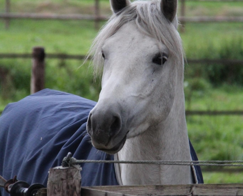 Melody's Dexter hoofd