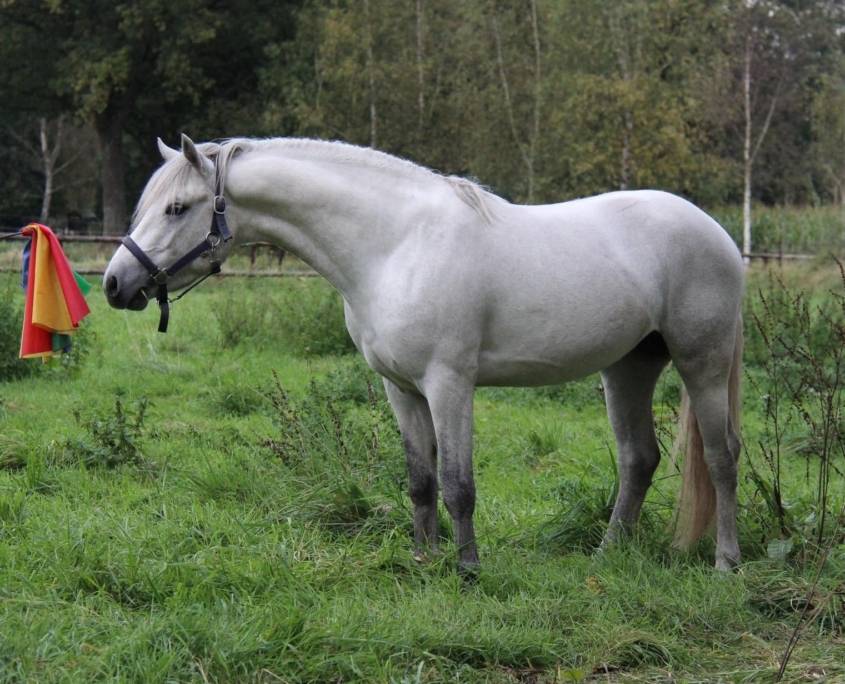 Melody's Dexter stand