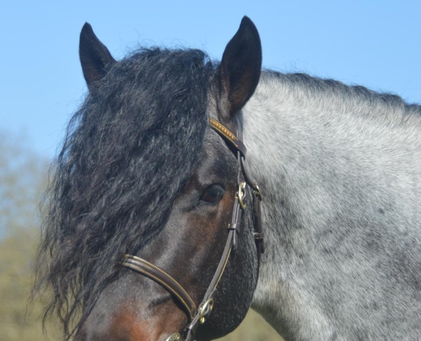 Drumlane Peter hoofd