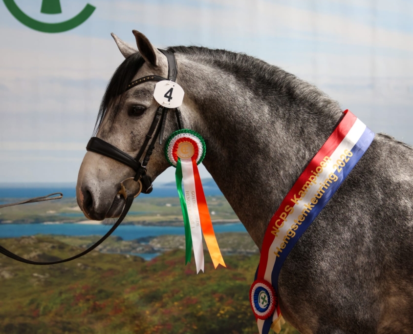 Dash ter Poelberg 2026